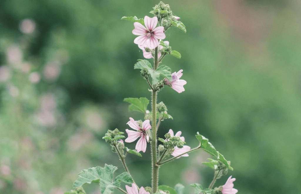 Pianta di malva
